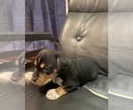 Small #3 Beagle-Chihuahua Mix