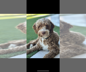 Father of the Goldendoodle (Miniature) puppies born on 05/17/2025