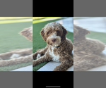 Small Photo #1 Goldendoodle (Miniature) Puppy For Sale in GILBERT, AZ, USA
