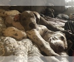Small Photo #5 Great Dane Puppy For Sale in LAFAYETTE, IN, USA