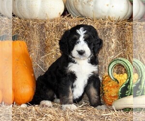 Medium Bernedoodle