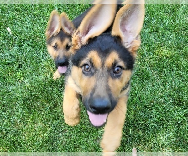 Medium Photo #1 German Shepherd Dog Puppy For Sale in PICKERINGTON, OH, USA