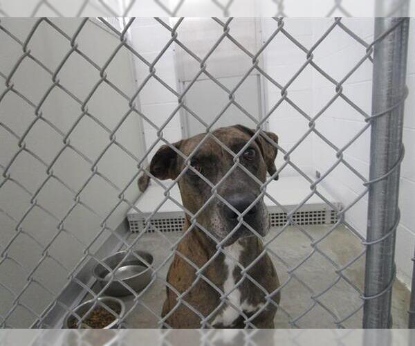 Medium Photo #1 American Pit Bull Terrier-Catahoula Leopard Dog Mix Puppy For Sale in Temple, TX, USA