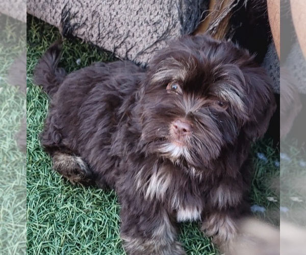 Medium Photo #13 Shorkie Tzu Puppy For Sale in LAKESIDE, CA, USA