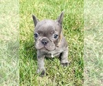 Small Photo #30 French Bulldog Puppy For Sale in CANYON, TX, USA