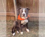 Small #2 American Pit Bull Terrier