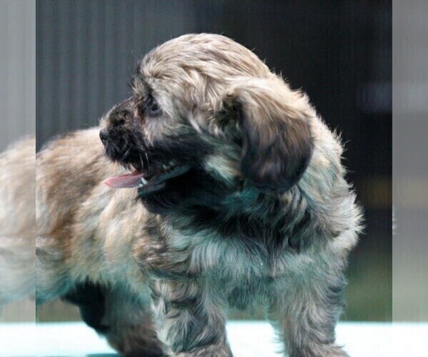 Medium Photo #4 -Havanese Mix Puppy For Sale in DANVILLE, PA, USA