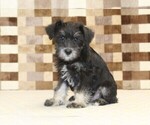 Small #3 Schnauzer (Miniature)