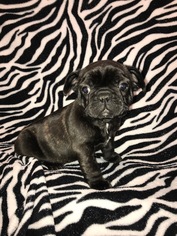 French Bulldog Puppy for sale in KNOB NOSTER, MO, USA