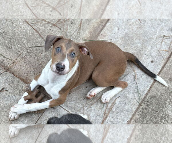 Medium Photo #4 Great Dane-Unknown Mix Puppy For Sale in Holly Springs, NC, USA