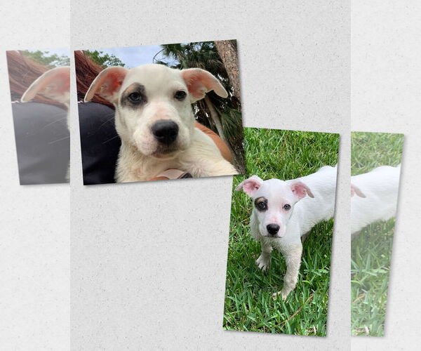 Medium Photo #9 Mutt Puppy For Sale in Naples, FL, USA