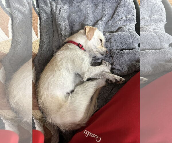 Medium Photo #3 Mutt Puppy For Sale in Aurora, CO, USA