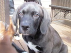 Puppy 4 Labrador Retriever-Saint Bernard Mix