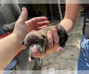 American Pit Bull Terrier-Unknown Mix Dogs for adoption in Houston, TX, USA