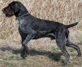 Father of the German Wirehaired Pointer puppies born on 10/24/2015