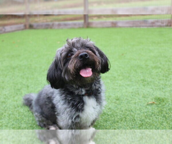 Medium Photo #4 Shih Tzu Puppy For Sale in Chestertown, MD, USA