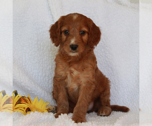 Irish Setter-Poodle (Miniature) Mix Puppy for sale in CHRISTIANA, PA, USA