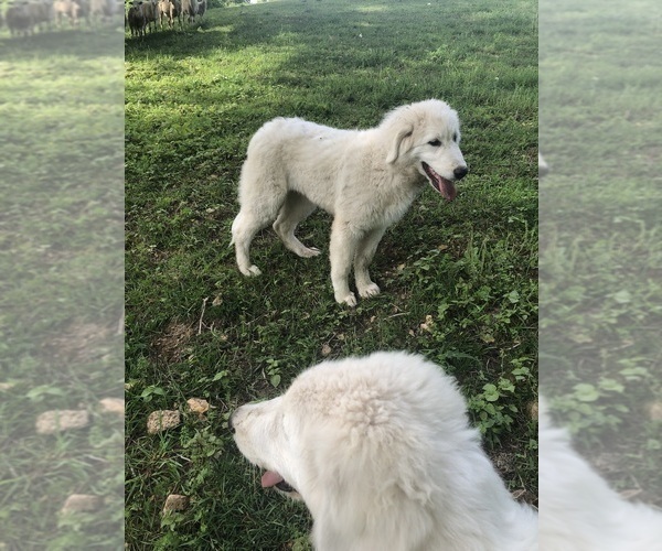 Medium Photo #9 Maremma Sheepdog Puppy For Sale in SPOKANE, MO, USA