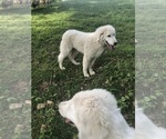 Small #8 Maremma Sheepdog