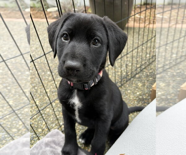 Medium Photo #1 Labrador Retriever-Unknown Mix Puppy For Sale in Bellevue, WA, USA