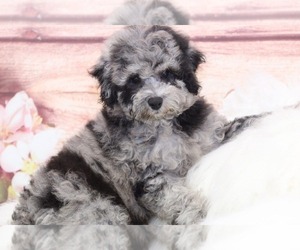 Poochon Puppy for sale in MARIETTA, GA, USA