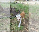 Small #1 Olde English Bulldogge