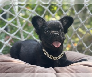 French Bulldog Puppy for sale in NEWTON, NJ, USA