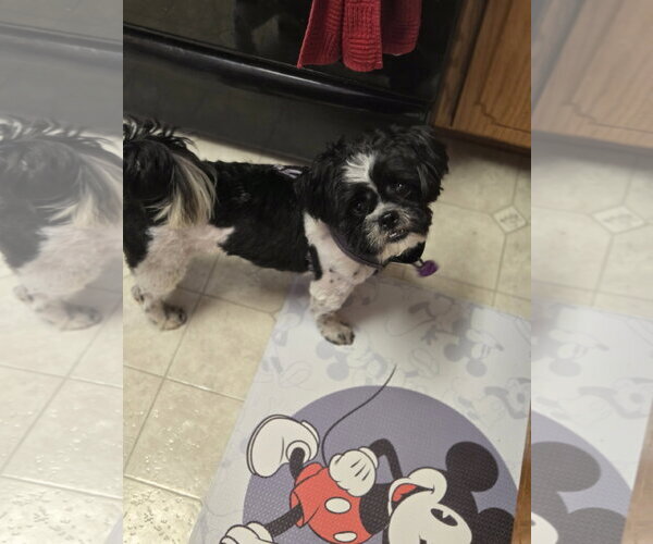 Medium Photo #3 Shih Tzu-Unknown Mix Puppy For Sale in Minneapolis, MN, USA