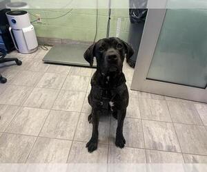 Mutt Dogs for adoption in Grand Prairie, TX, USA