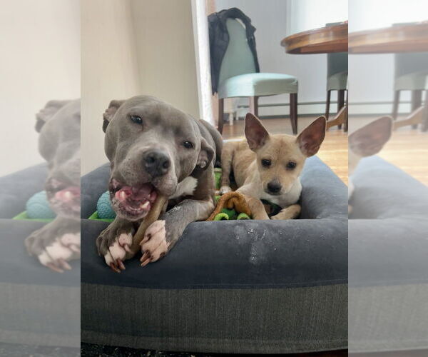 Medium Photo #8 Chihuahua-Labrador Retriever Mix Puppy For Sale in Brewster, NY, USA