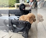 Small #2 Goldendoodle