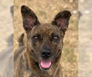 Kira Flor - Female Mutt Dog for Adoption - Photo #4
