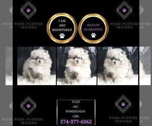 Pomeranian Puppy for sale in WARSAW, IN, USA