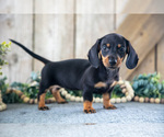 Small Photo #12 Dachshund Puppy For Sale in GREENWICH, OH, USA