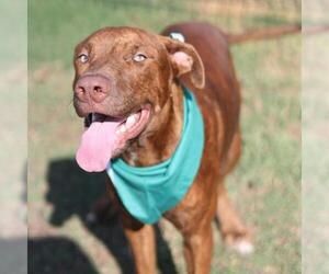 Labrador Retriever-Unknown Mix Dogs for adoption in San Antonio, TX, USA