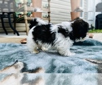 Small Photo #7 Shih Tzu Puppy For Sale in MOORESVILLE, NC, USA