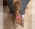 Small #1 Mutt