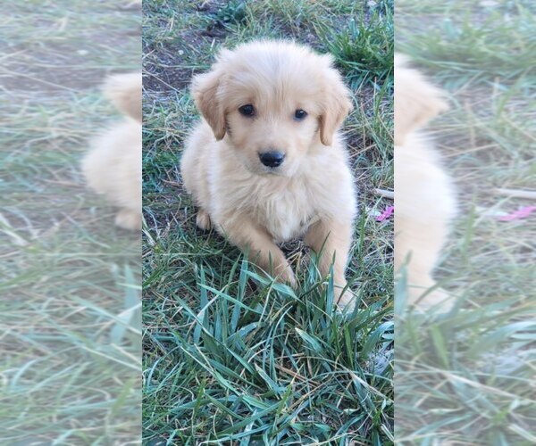Medium Photo #1 Golden Retriever Puppy For Sale in BLACK FOREST, CO, USA