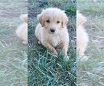 Dodger - Male Golden Retriever Puppy for Sale - Small photo