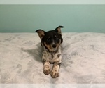 Puppy 4 Australian Cattle Dog-Border Collie Mix