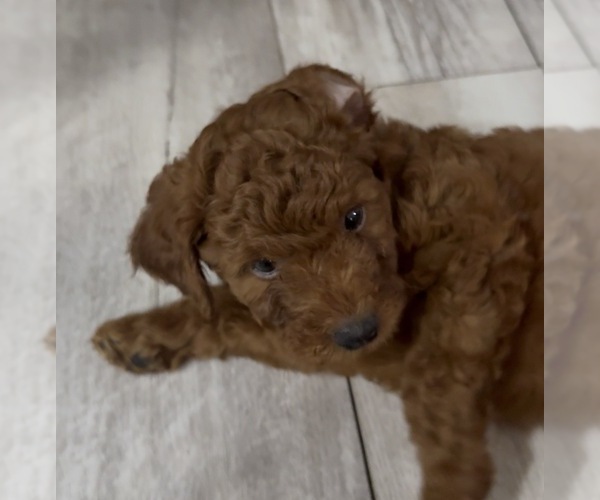 Medium Photo #3 Golden Retriever-Poodle (Toy) Mix Puppy For Sale in GIBSONTON, FL, USA