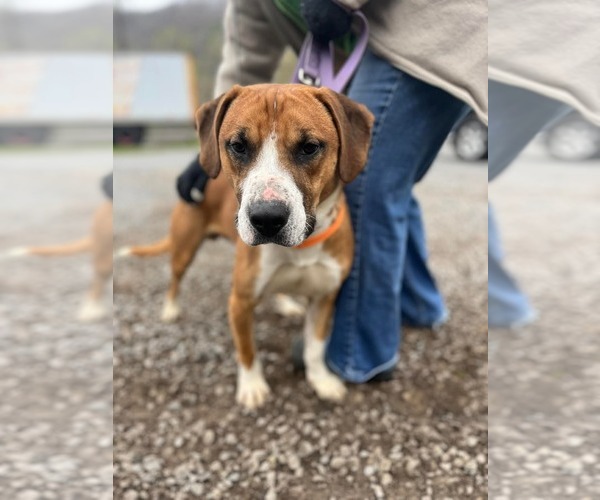 Medium Photo #4 Mutt Puppy For Sale in Hinton, WV, USA