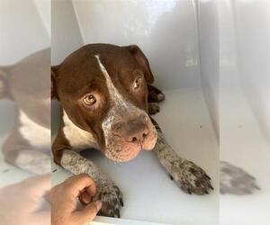 Mutt Dogs for adoption in Houston, TX, USA