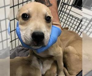 American Pit Bull Terrier-Great Pyrenees Mix Dogs for adoption in Conroe, TX, USA