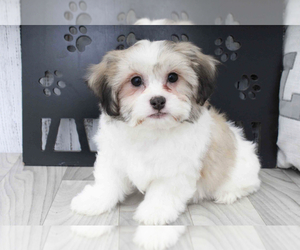 Zuchon Puppy for sale in MARIETTA, GA, USA