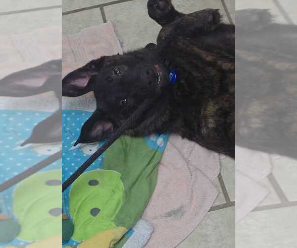 Medium Photo #2 Holland Shepherd-Unknown Mix Puppy For Sale in Calgary, Alberta, Canada