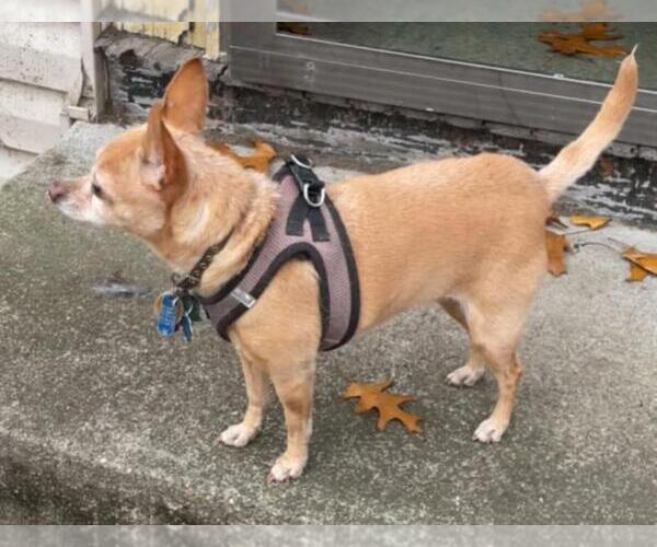 Medium Photo #4 Chihuahua Puppy For Sale in Rootstown, OH, USA