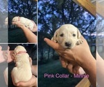 Puppy Minnie Labrador Retriever