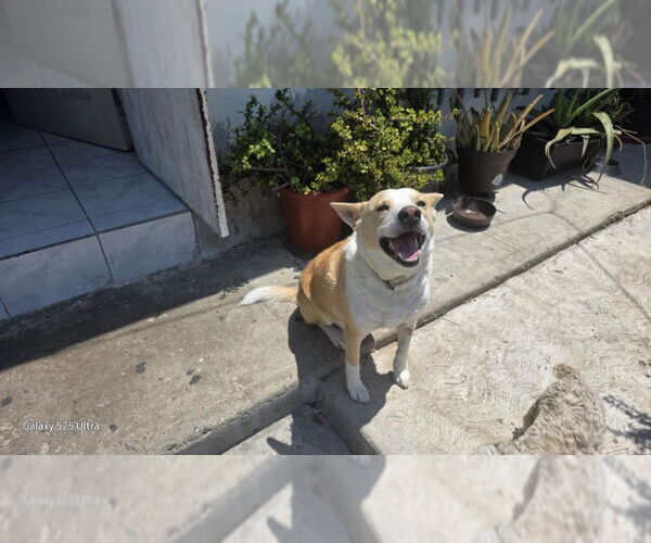 Medium Photo #1 Pembroke Welsh Corgi-Unknown Mix Puppy For Sale in San Diego, CA, USA