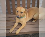 Small #1 Mutt